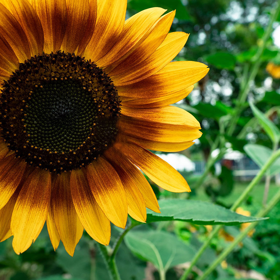 bee in a sunflower 2 bee in a sunflower 2